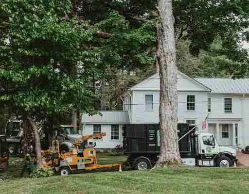 KDF Tree is doing a fall tree inspection for a customer.