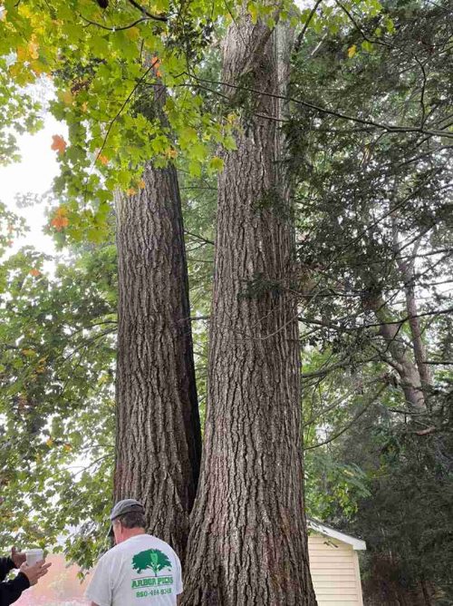 Men standing next to large Red Oak trees