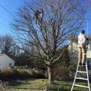 Man on ladder pruning tree