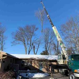 Crane being used to remove tree