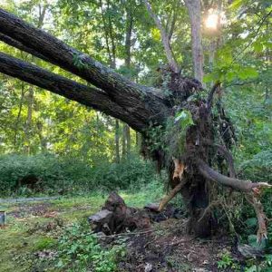 Uprooted tree